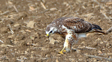 Mäusebussard_ (10).jpg